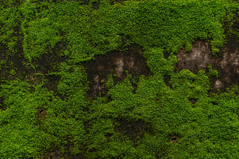 moss