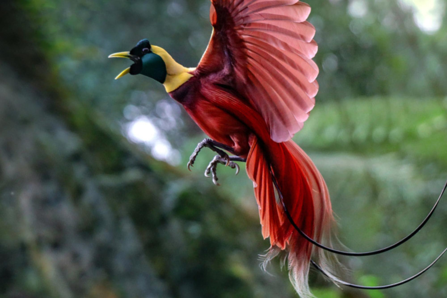 Feather bird