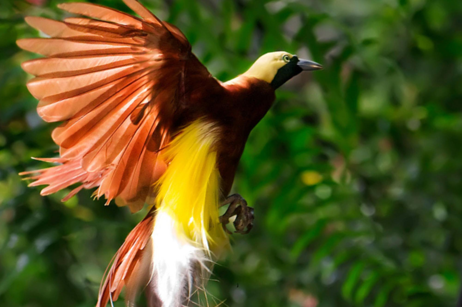 Feather bird