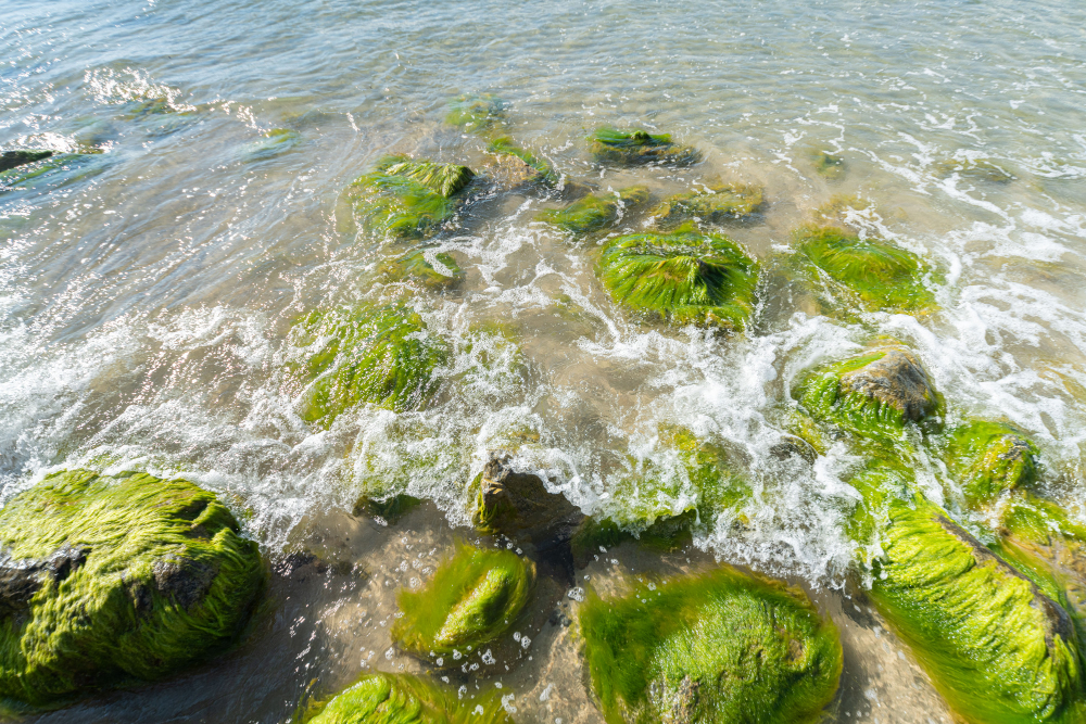 seaweed rocks