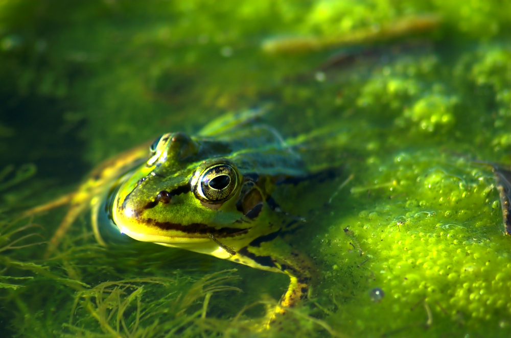 tadpoles pond water