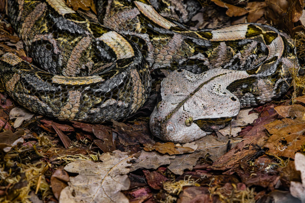 animal camouflage