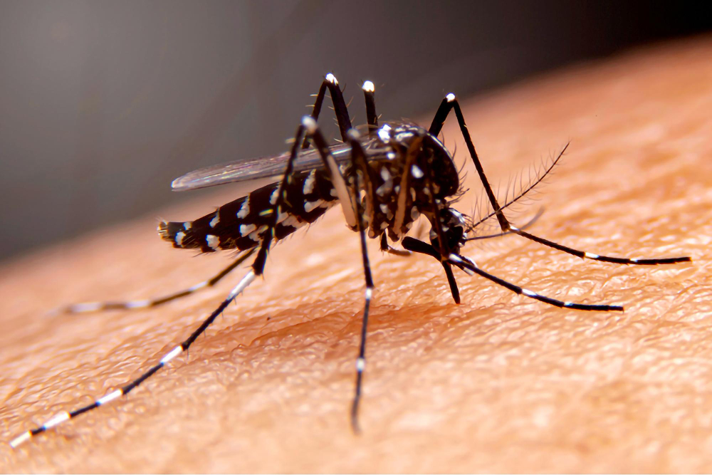 Mosquito