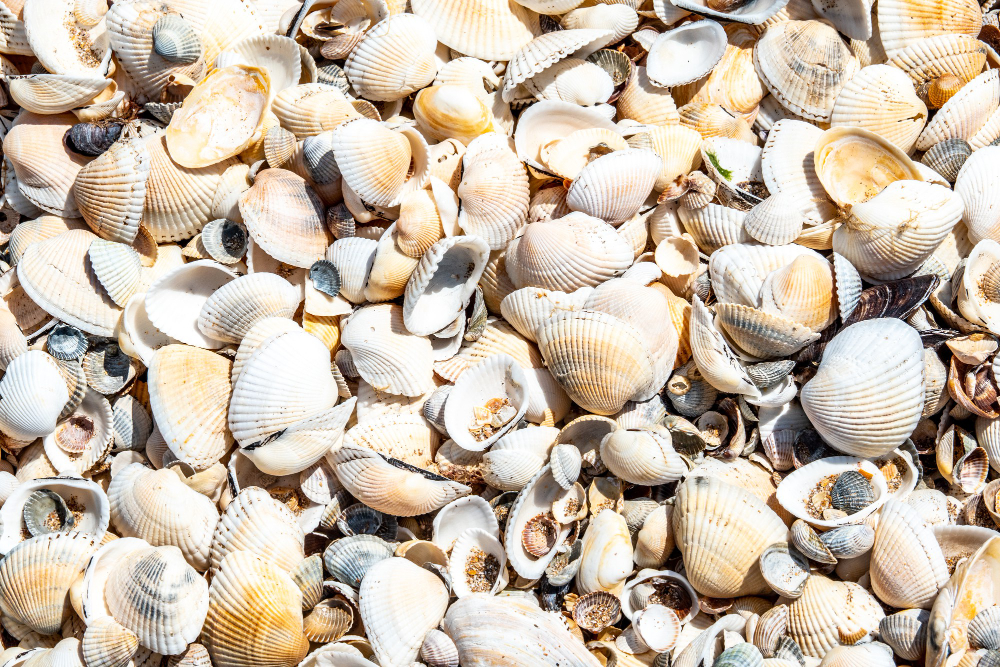 oyster shells