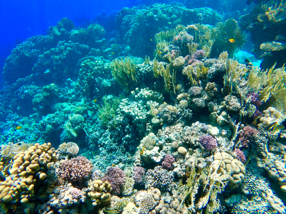 Coral Reef