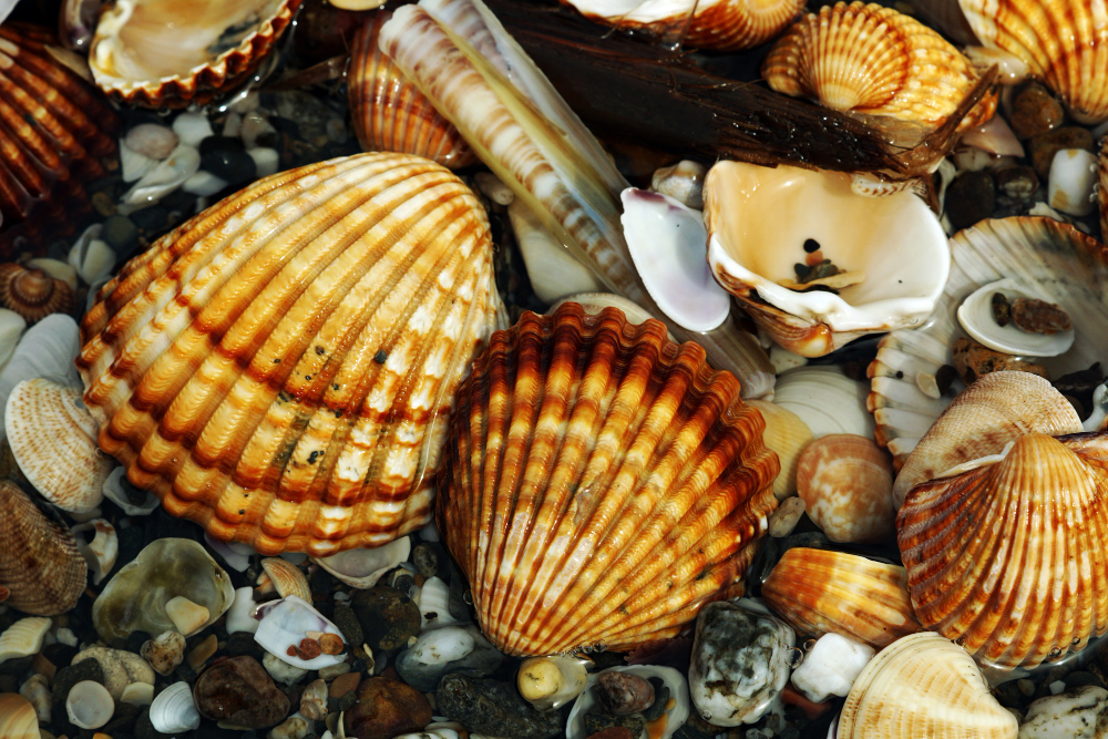 oyster shells