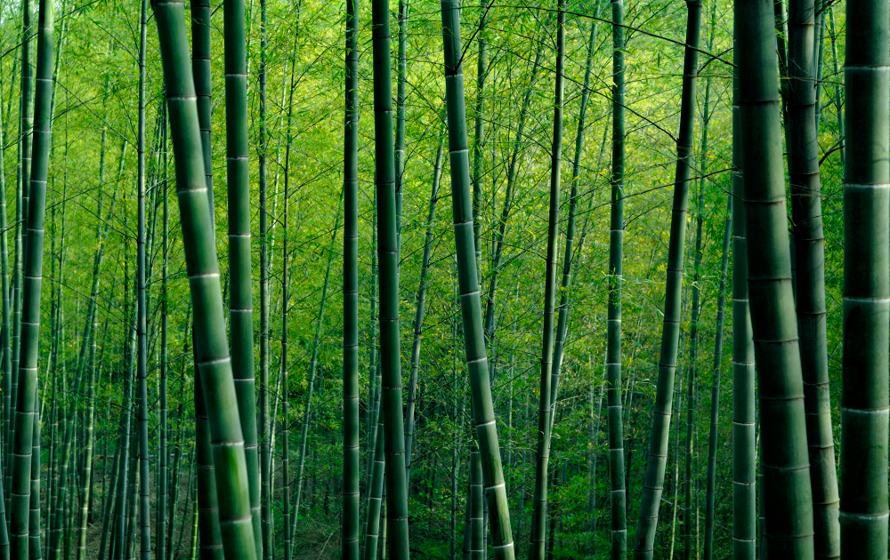 Bamboo
