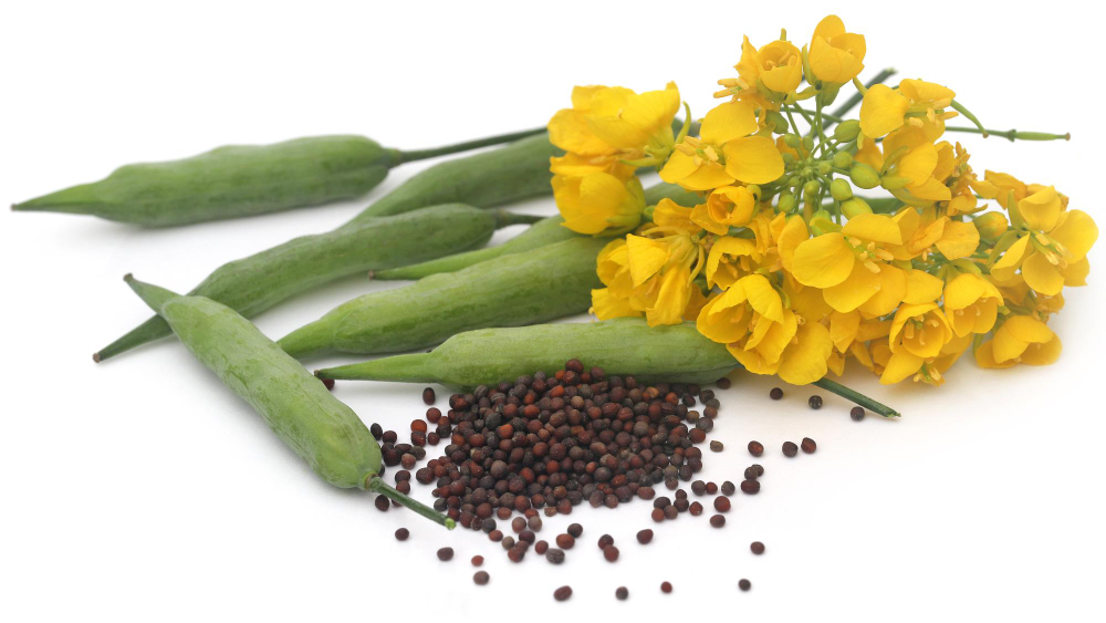 Mustard