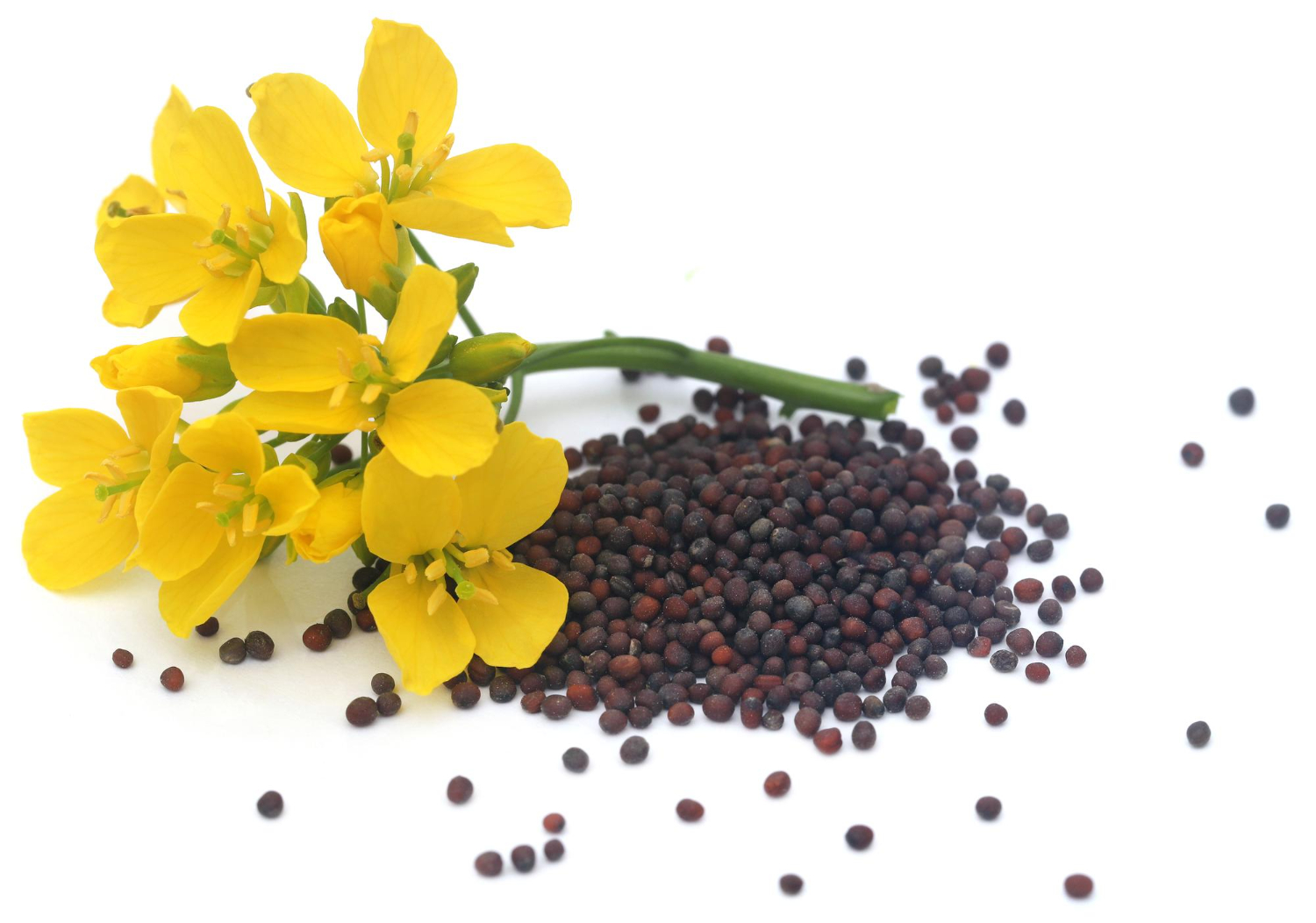 Mustards