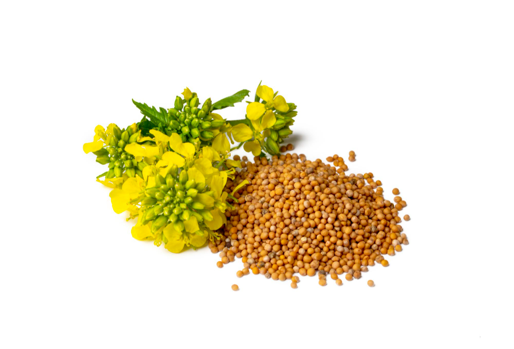 Mustard