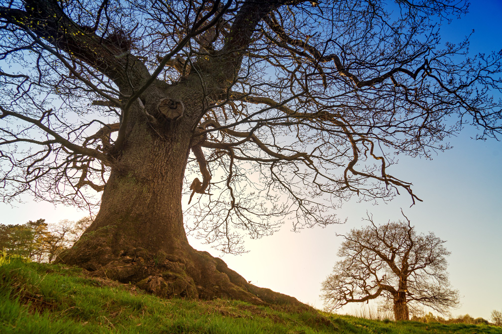 cork oak tree
