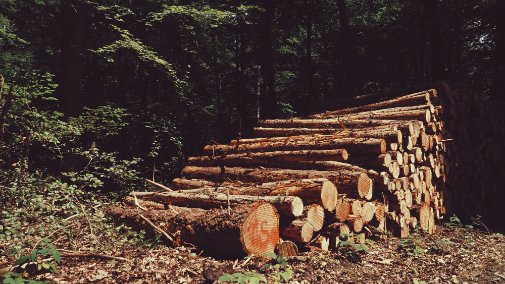 Wood