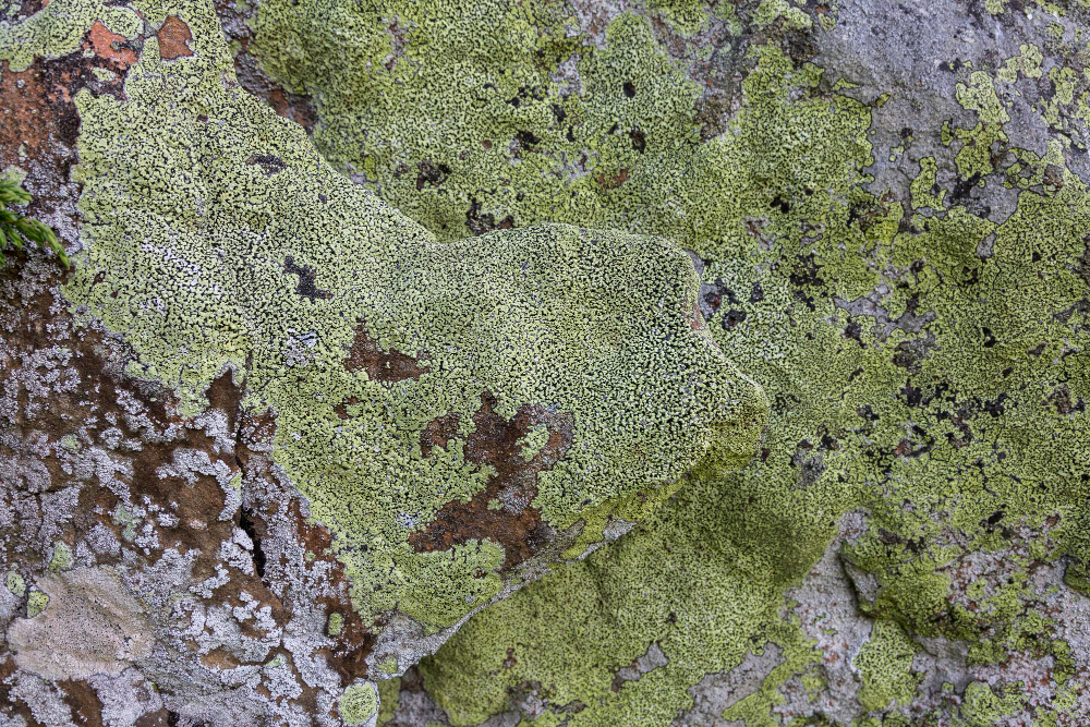 lichen rock