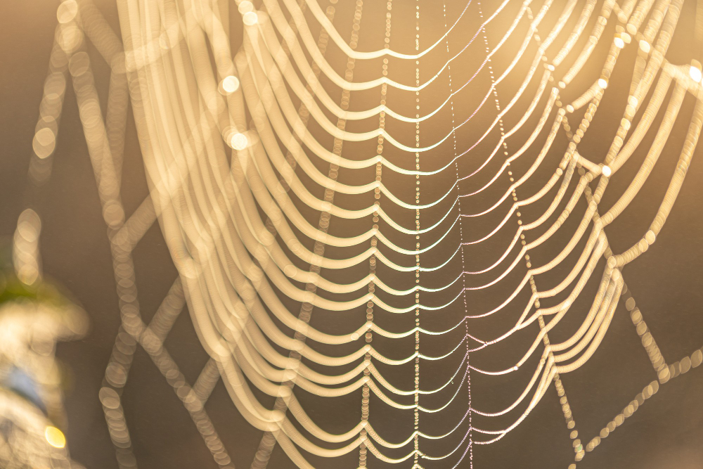 spider web silk