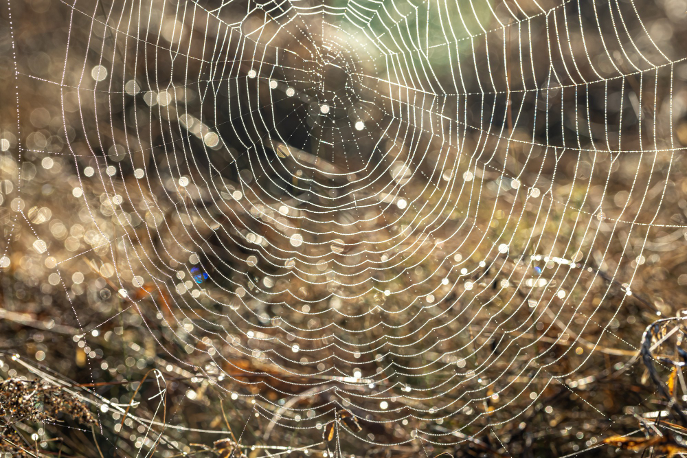 spider web silk