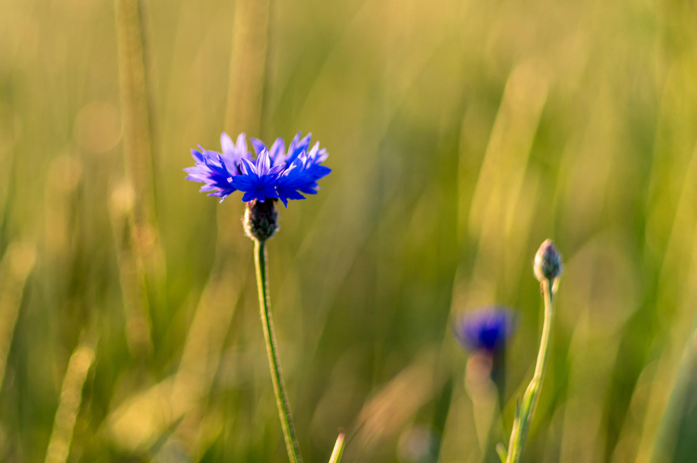 flax plants