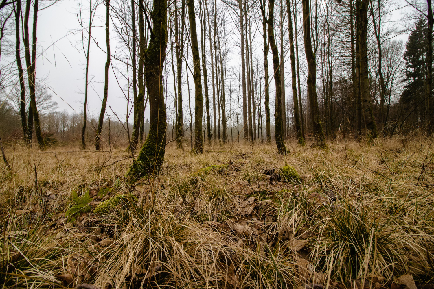 woodland