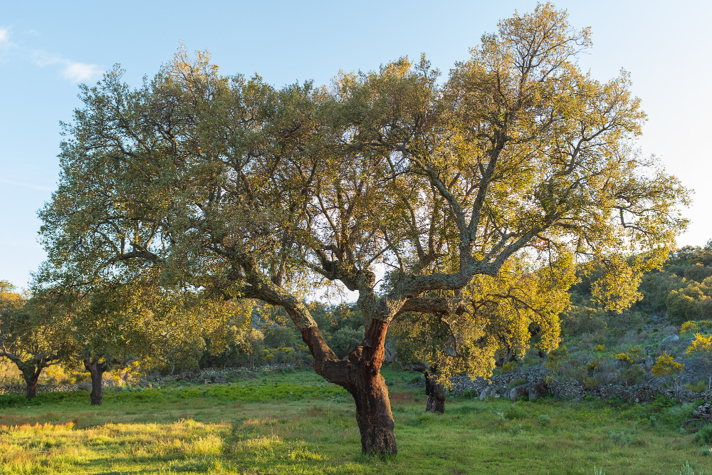 cork oak tree