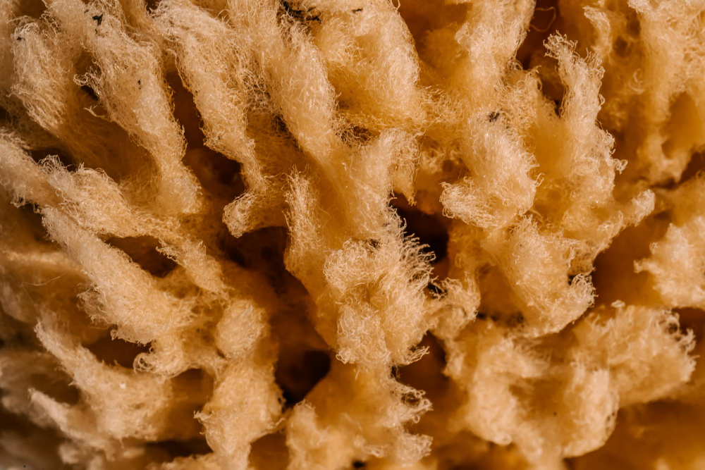 sea sponge