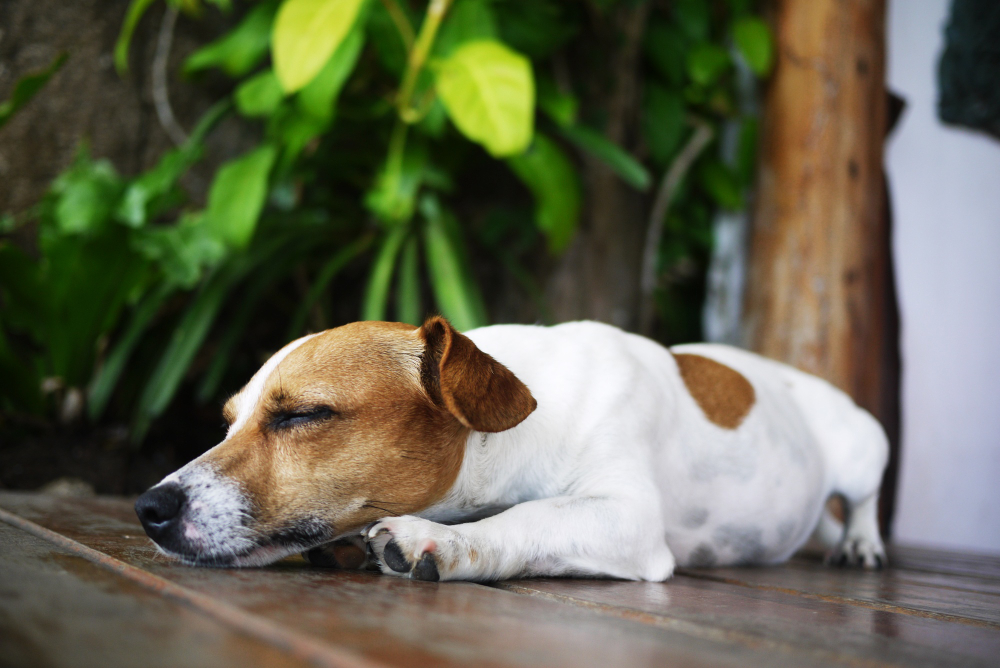sleeping animal