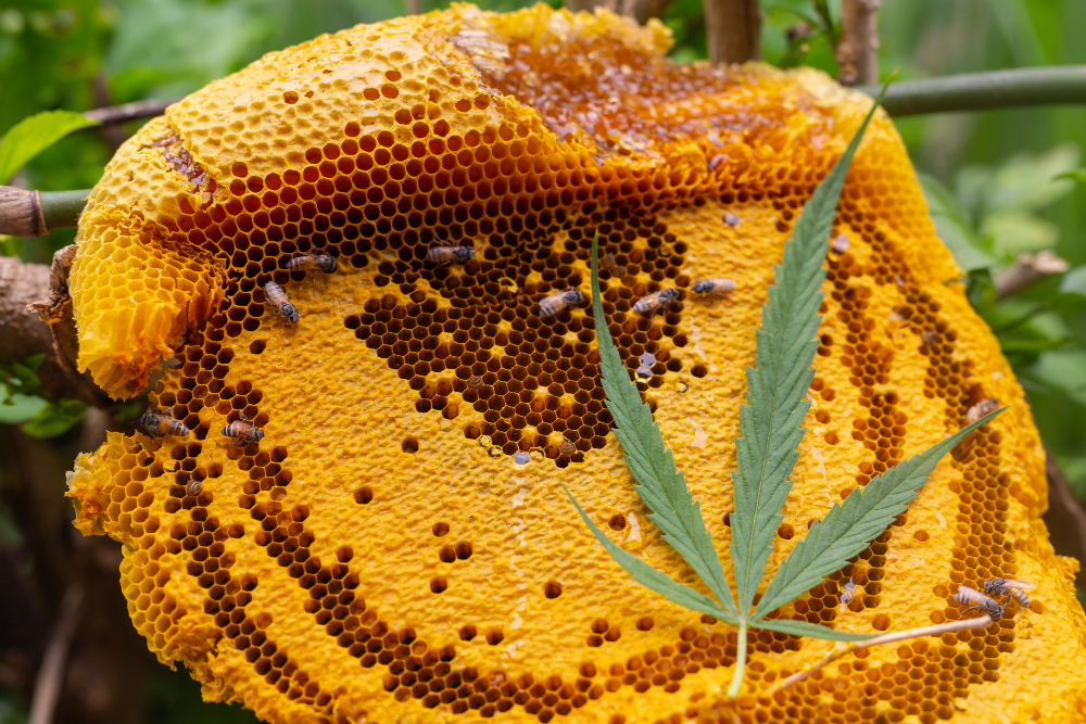 Beehive