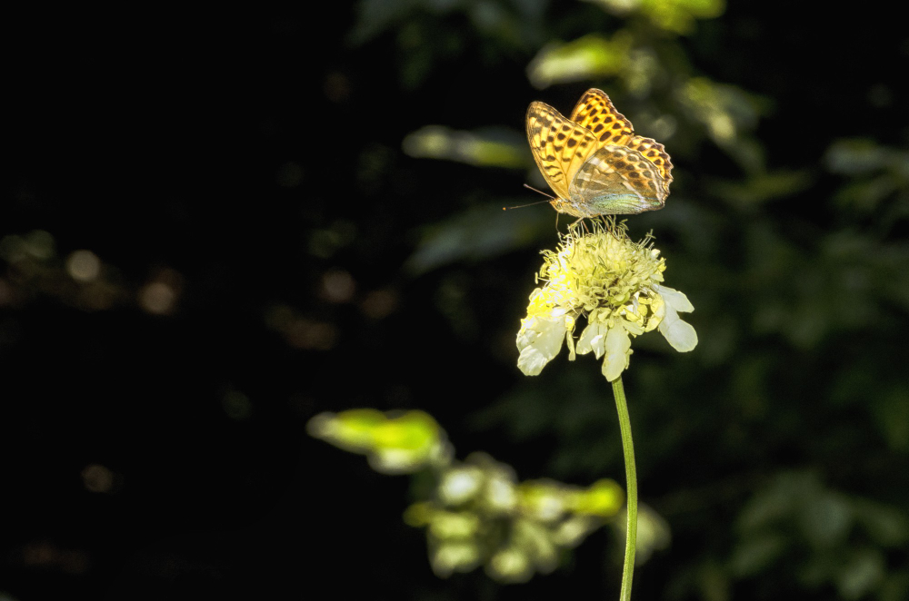 moth