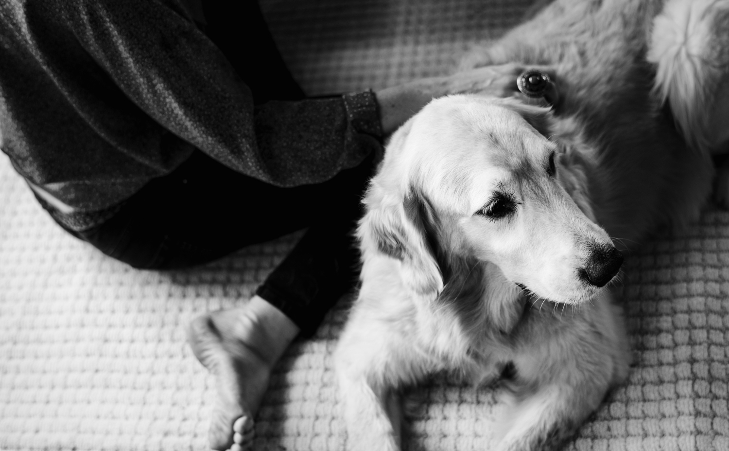 Pet