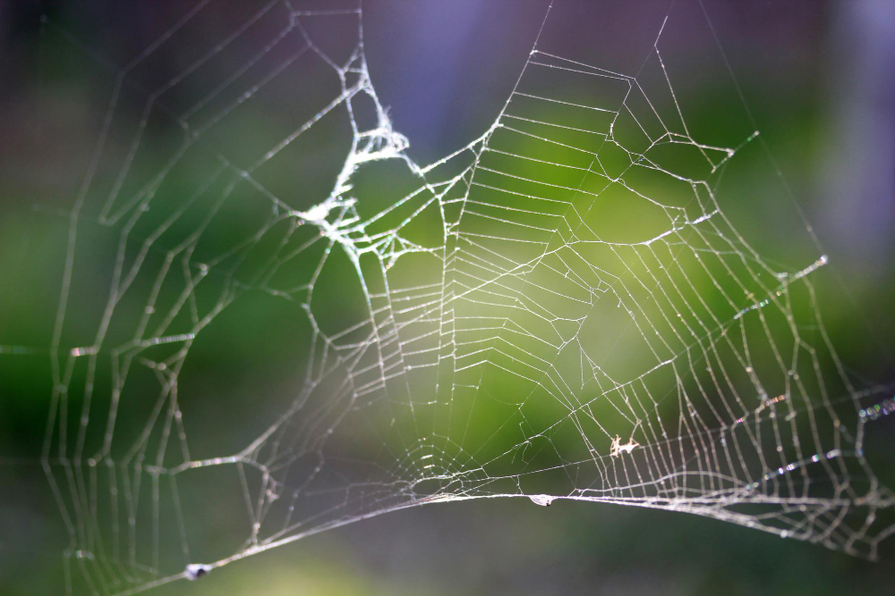 spider web silk