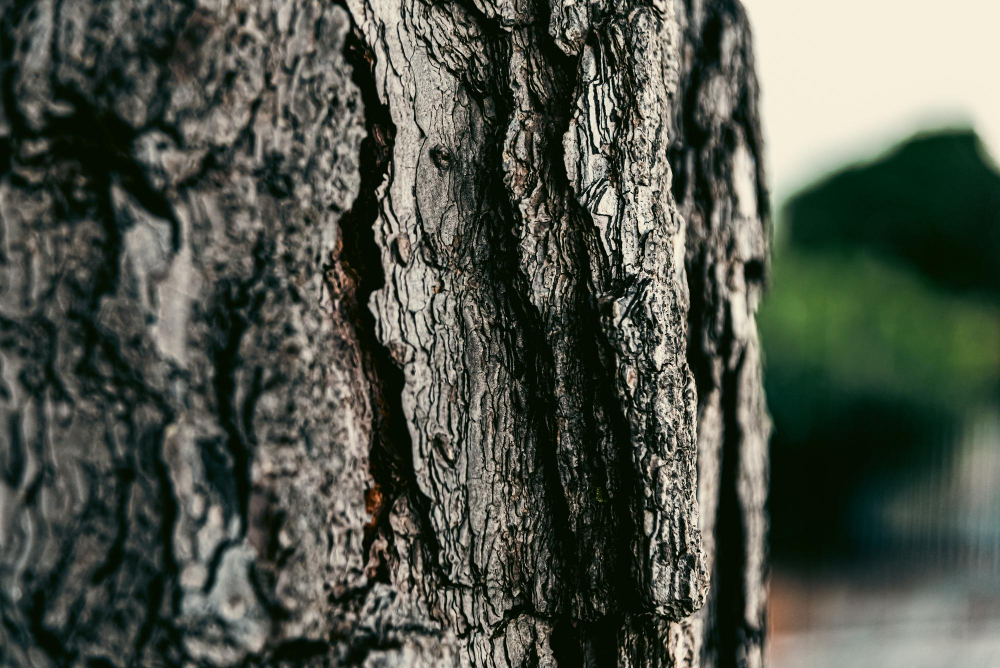Wood