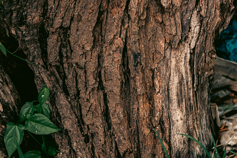 Wood