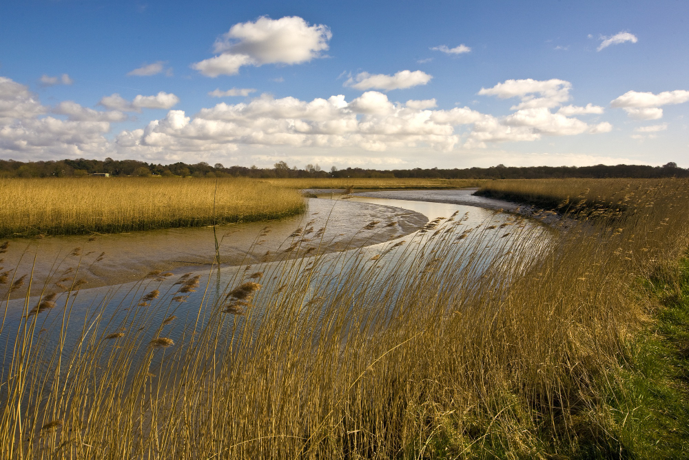 wetland