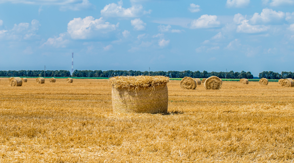 haymaking field