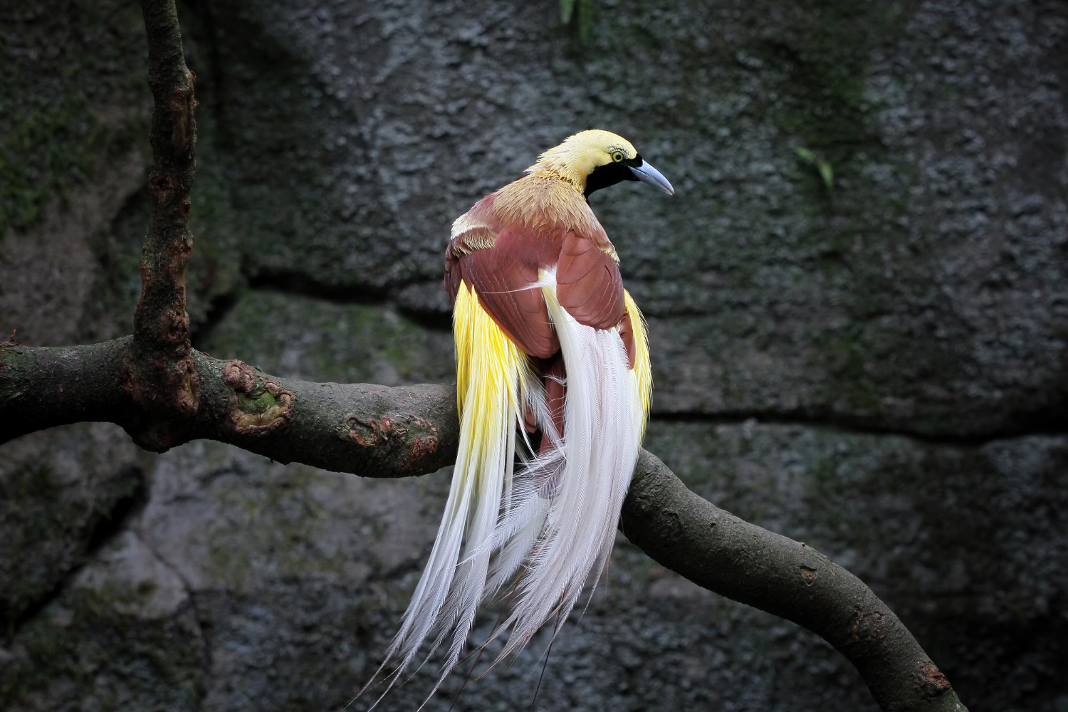 Feather bird