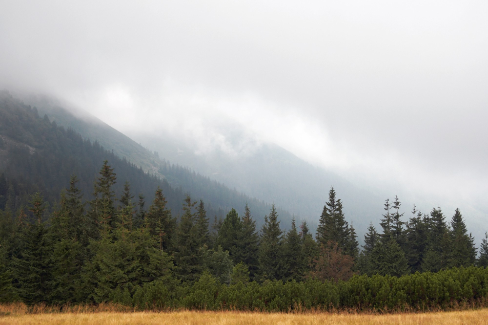Treeline