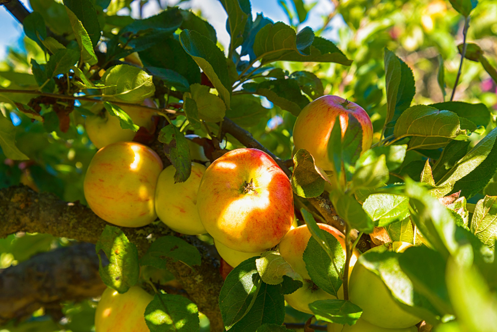 Fruit Ripens