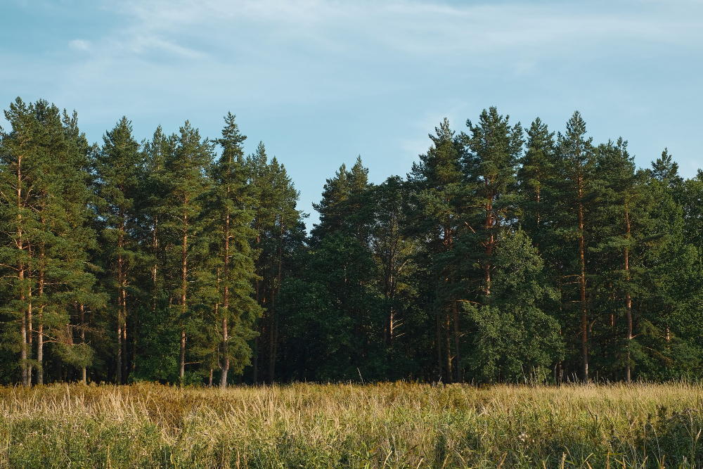 Treeline