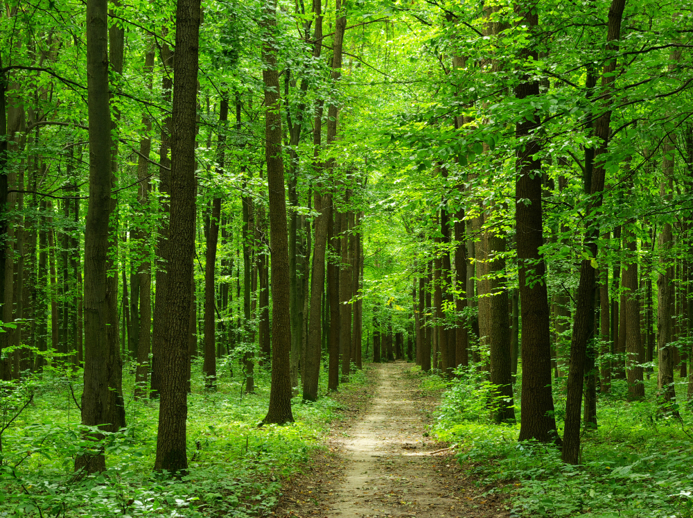 forest