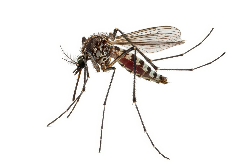 Mosquito