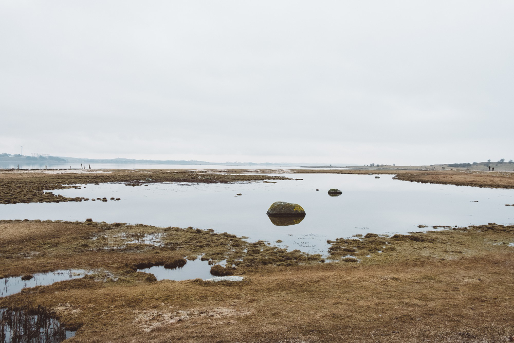wetland