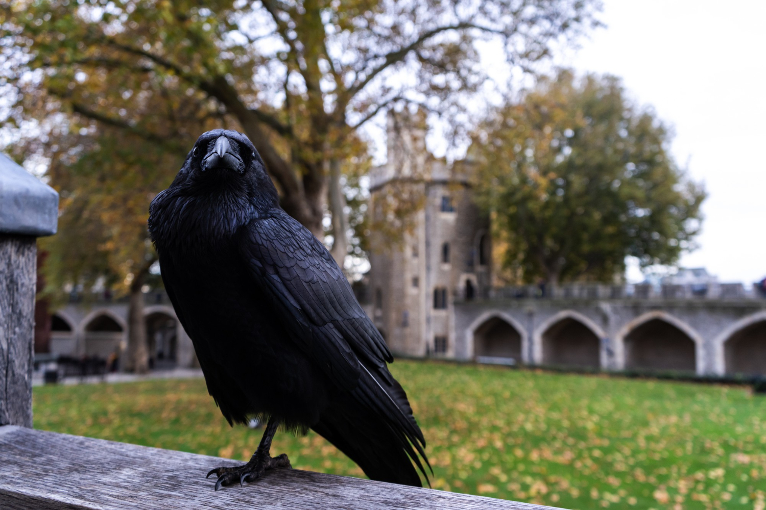 crow bird
