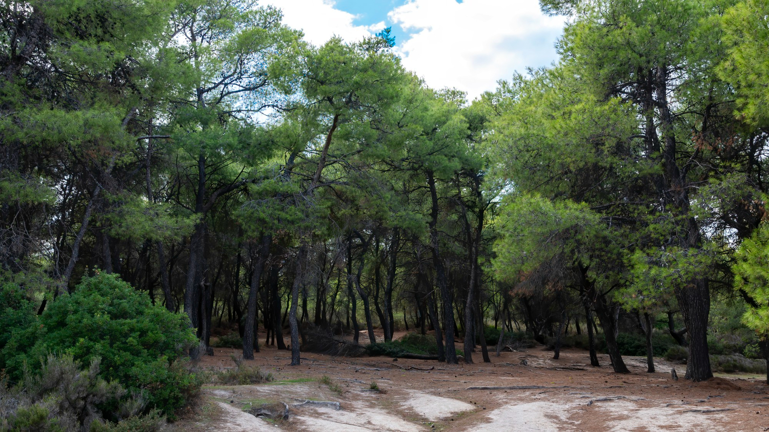 woodland