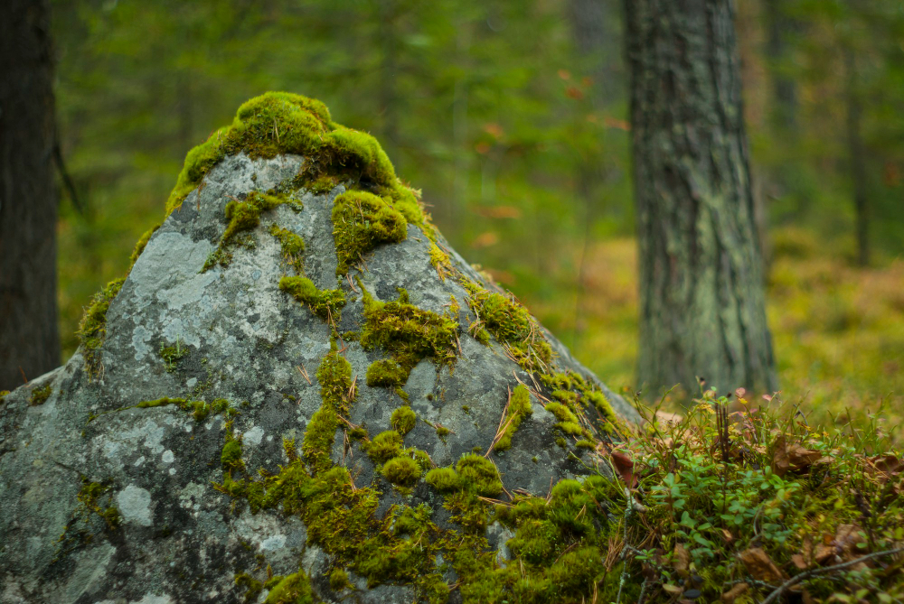lichen rock
