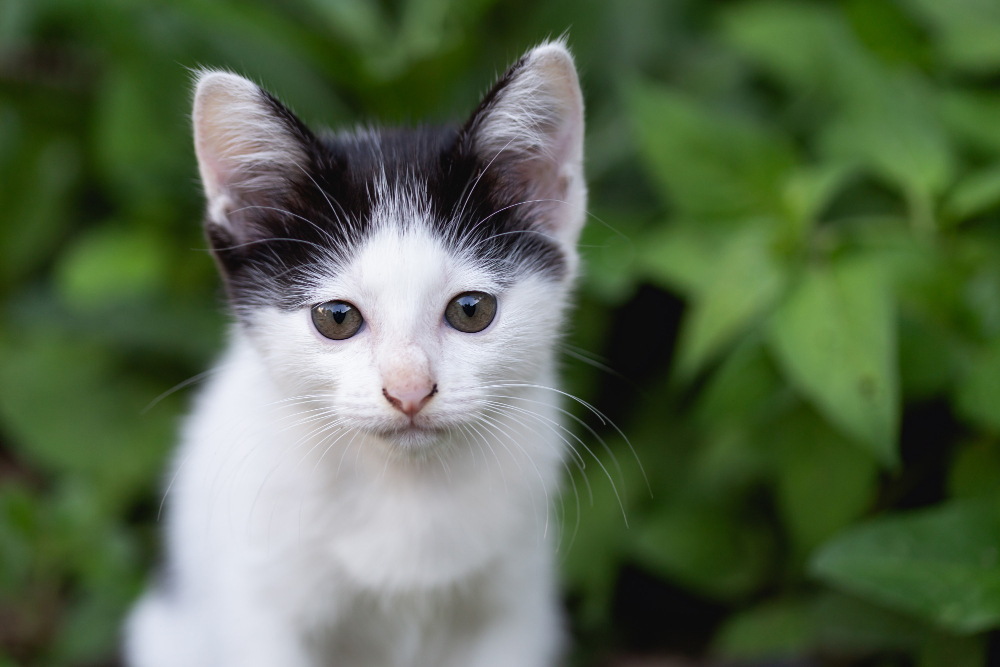 domestic cat