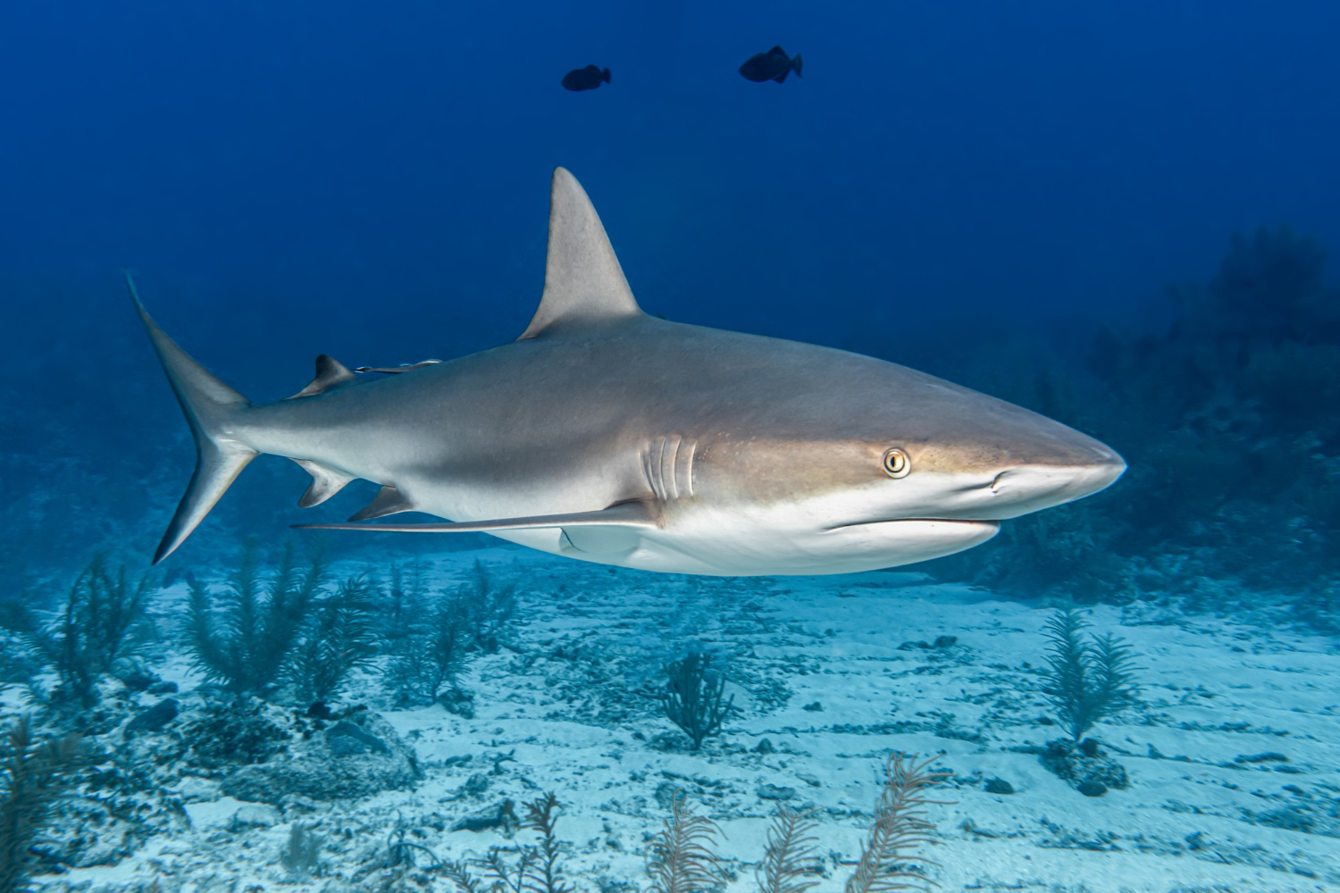 Shark