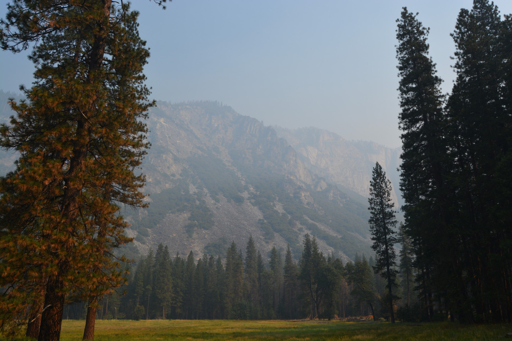 Treeline