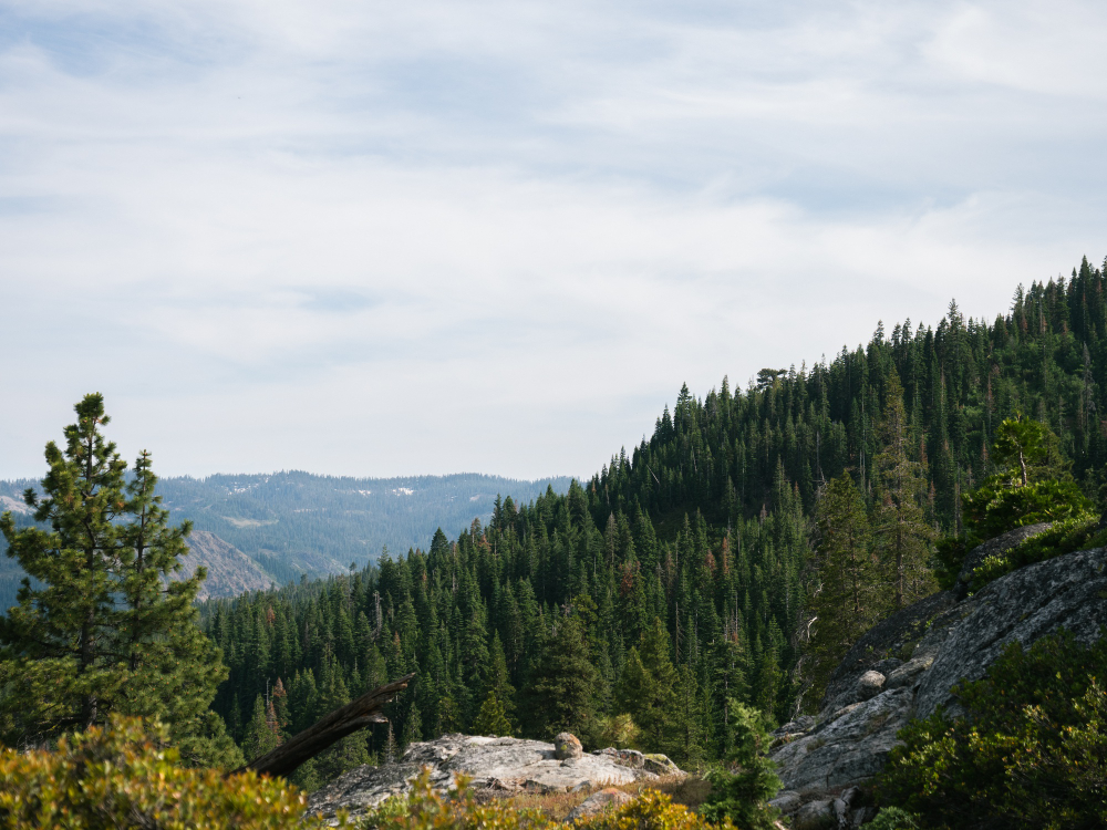 Treeline