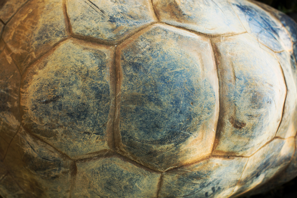 Turtle's Shell