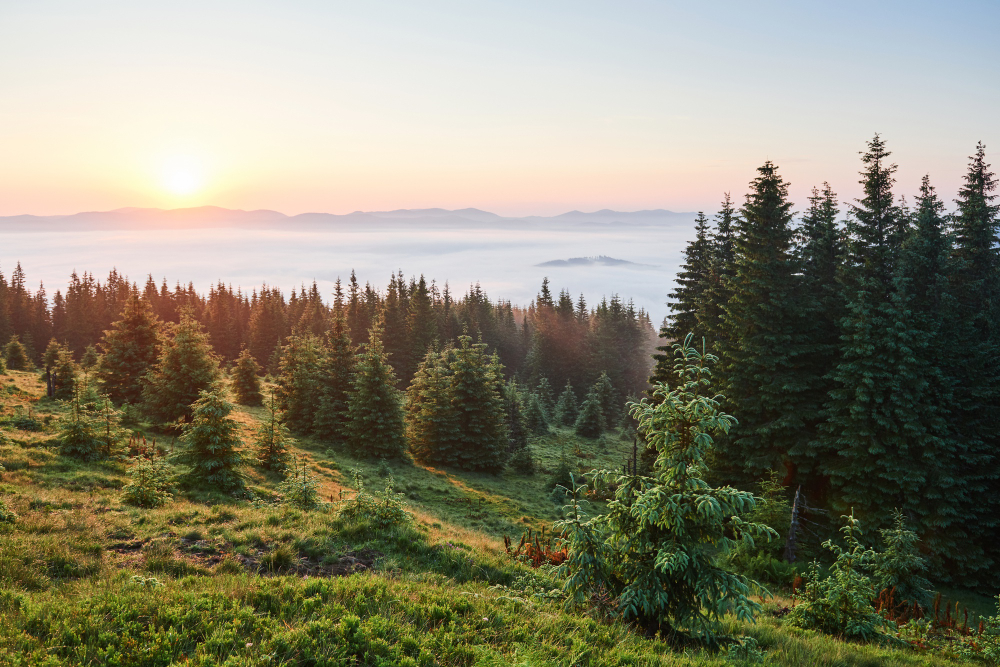 14 Reasons Trees Stop Growing Where They Do