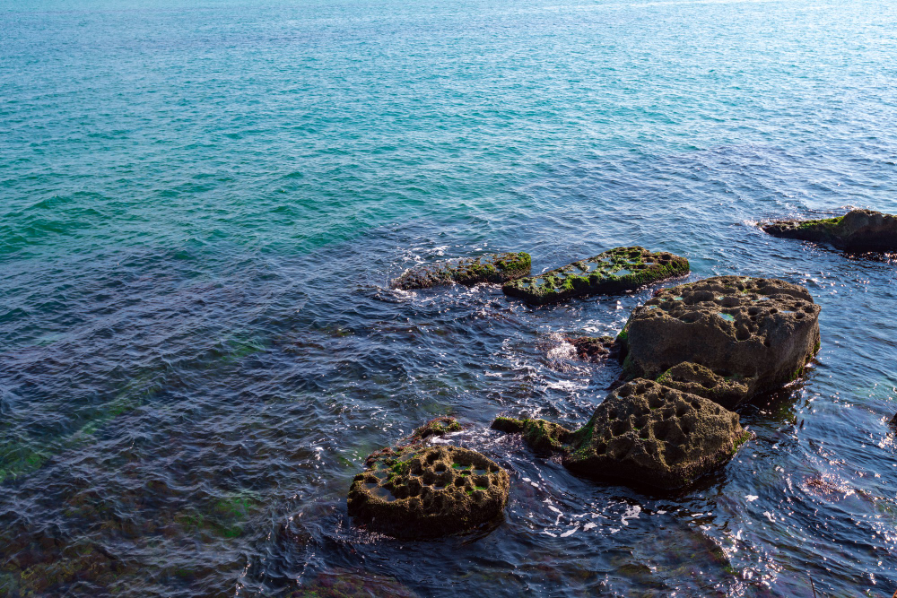 seaweed rocks
