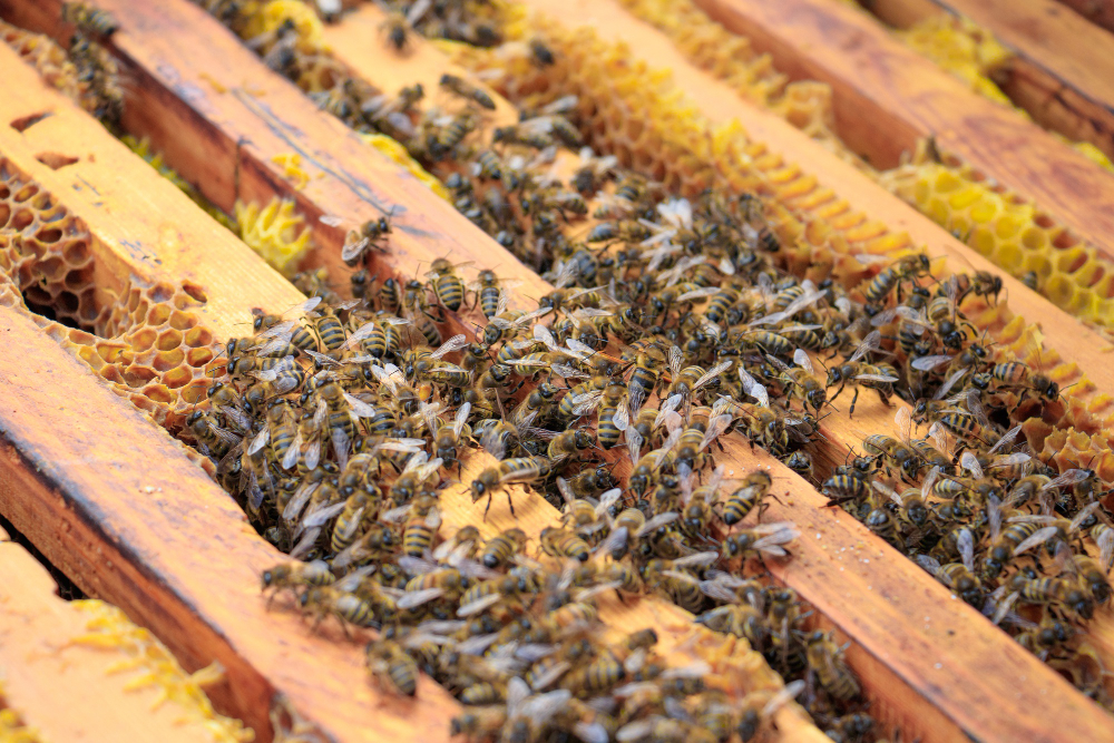 Beehive